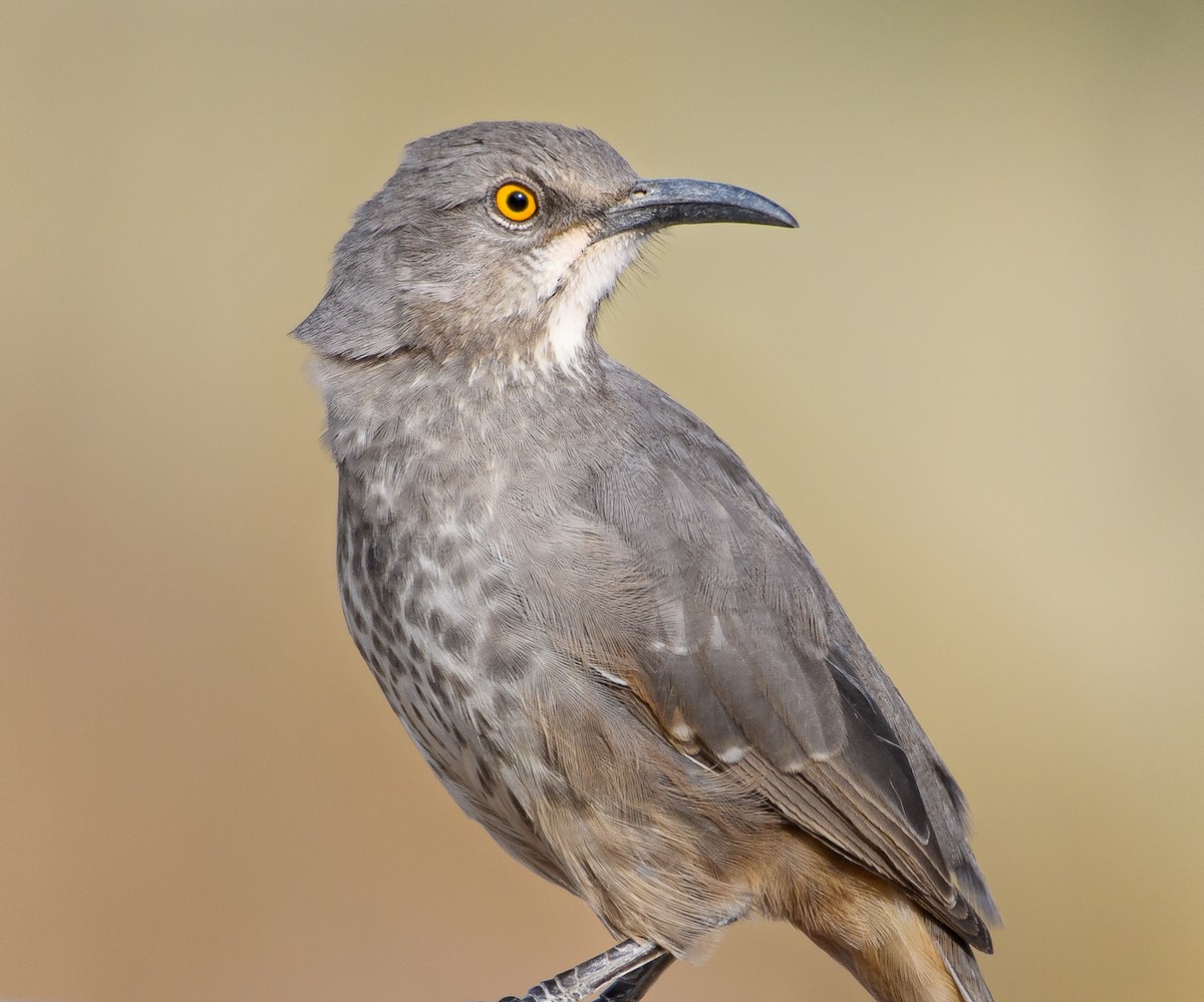 Curve-billed Thrasher - ML409624561
