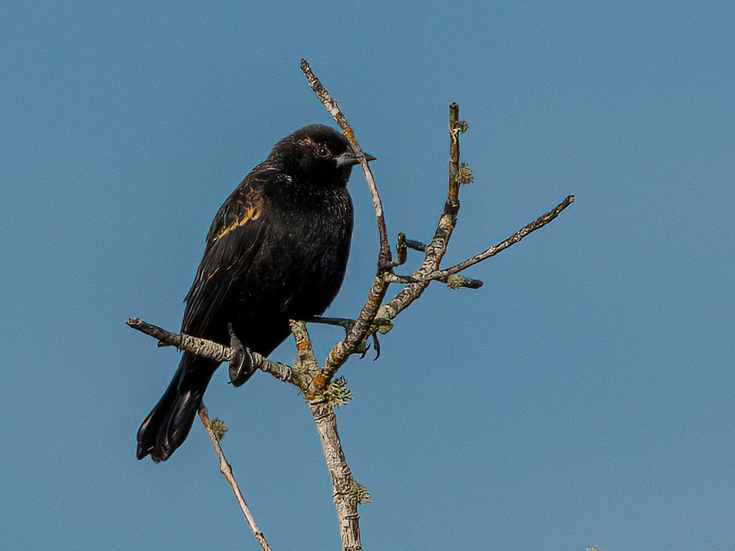 Red-winged Blackbird - ML409624741