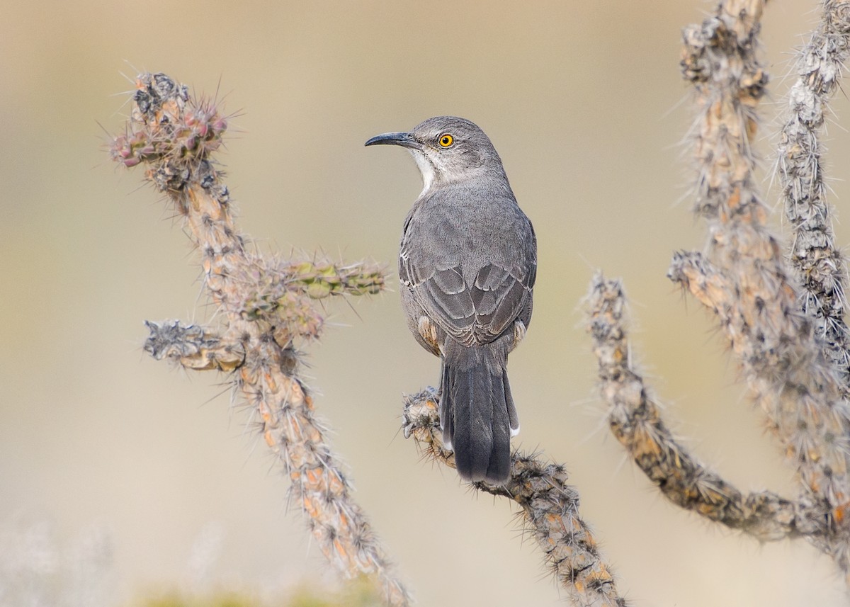 Curve-billed Thrasher - ML409624831