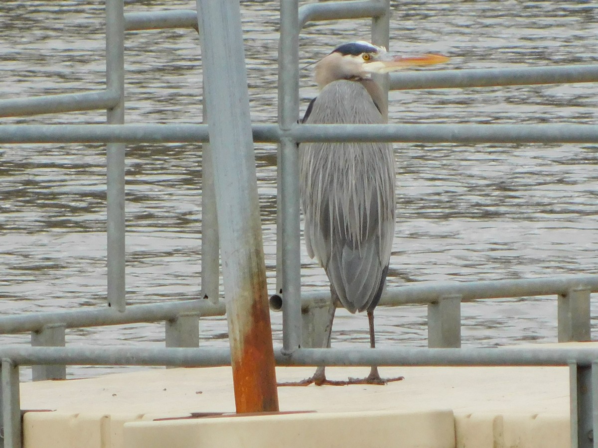 Great Blue Heron - Deborah Moore🦩