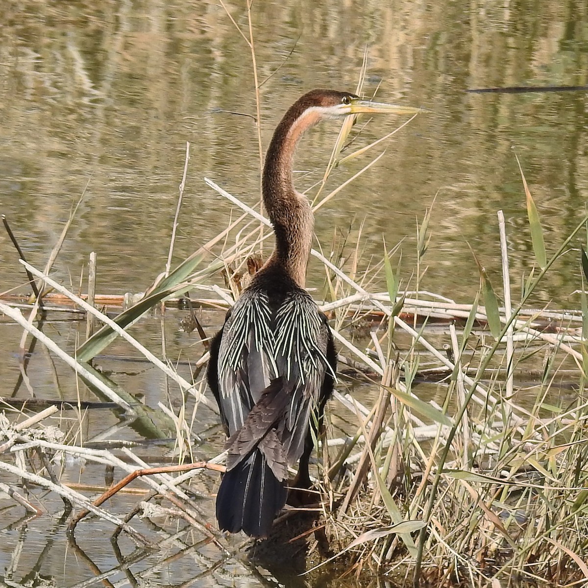 African Darter - ML409625091