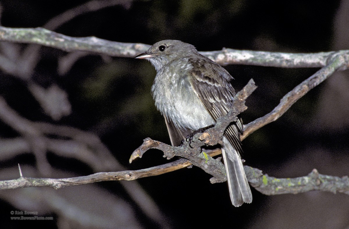 Caribbean Elaenia - Rick Bowers