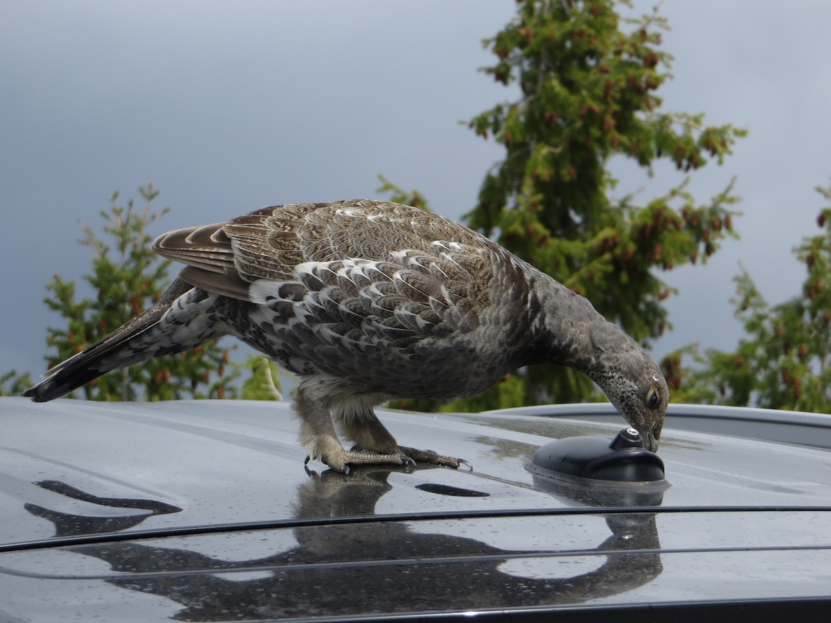 Dusky Grouse - Tom Rohrer