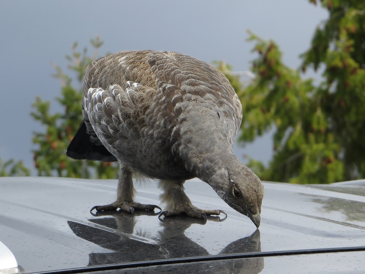 Dusky Grouse - Tom Rohrer