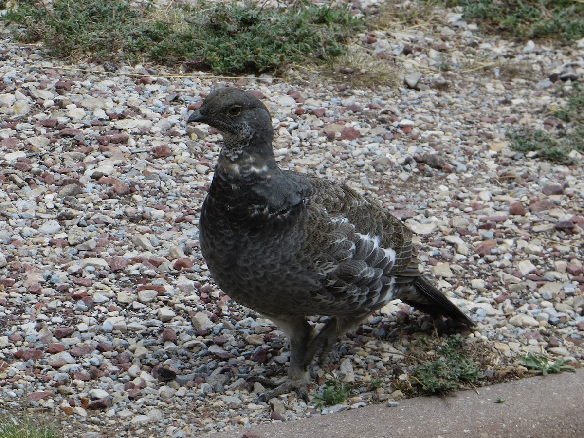 Dusky Grouse - Tom Rohrer