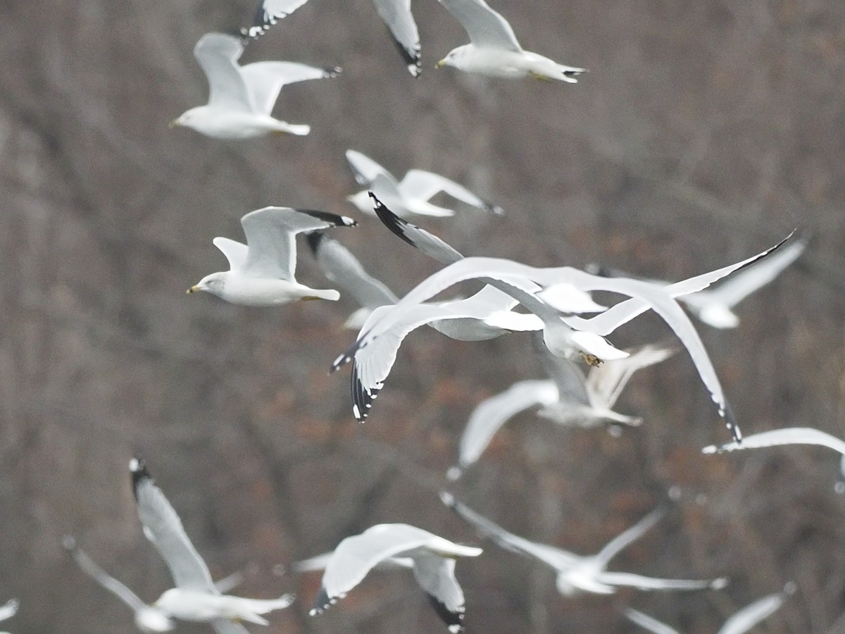 Ring-billed Gull - ML409633151