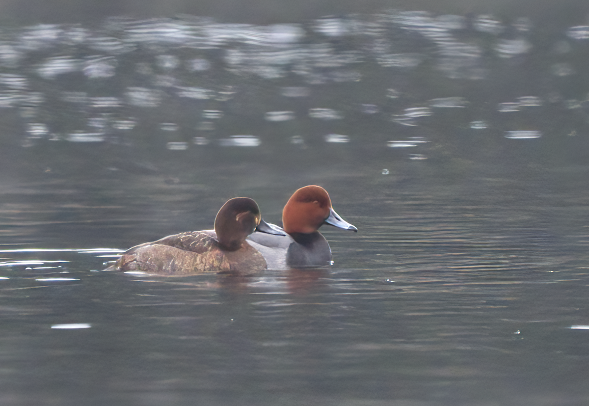 Redhead - ML409633231