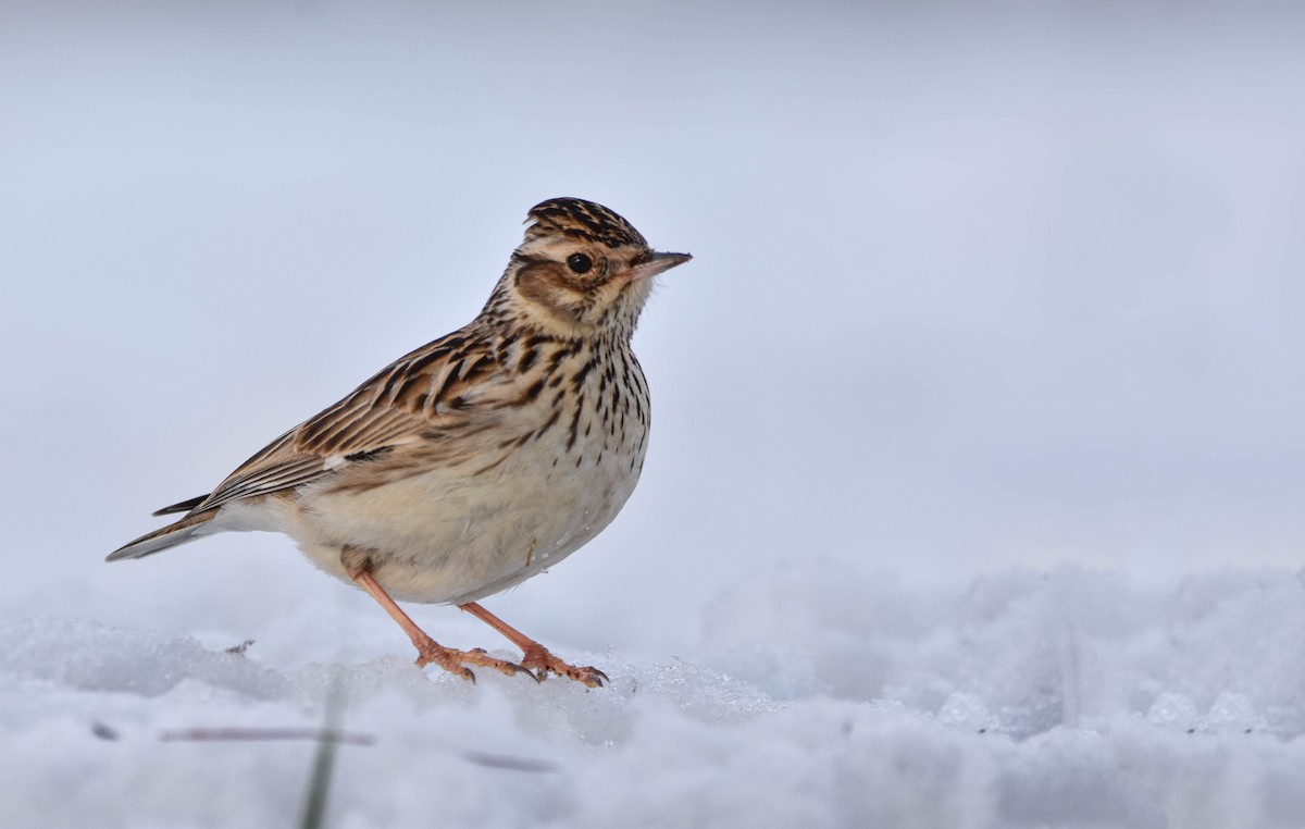 Wood Lark - ML409633541