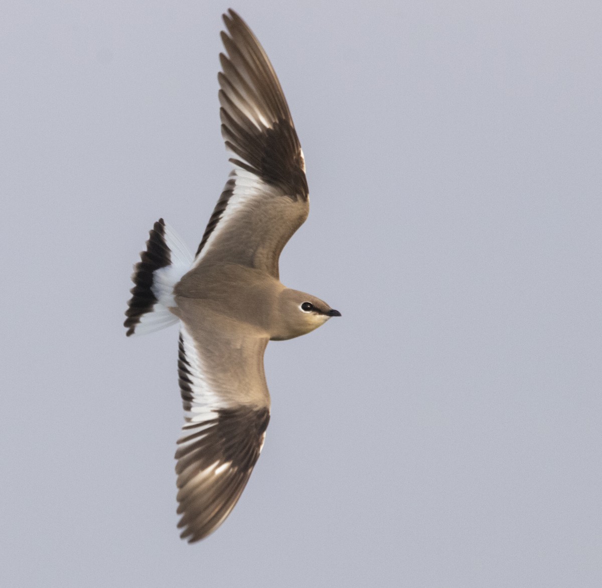 Small Pratincole - Manash Jyoti Talukdar