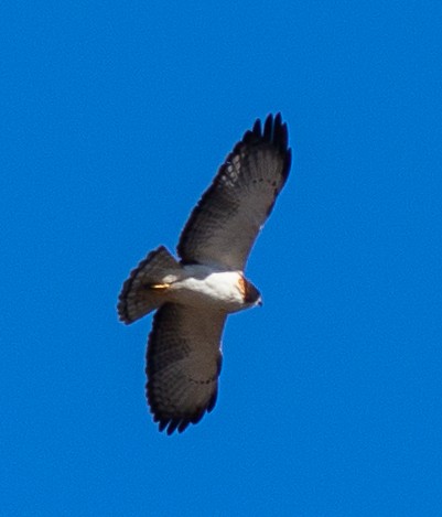 Short-tailed Hawk - ML409634021