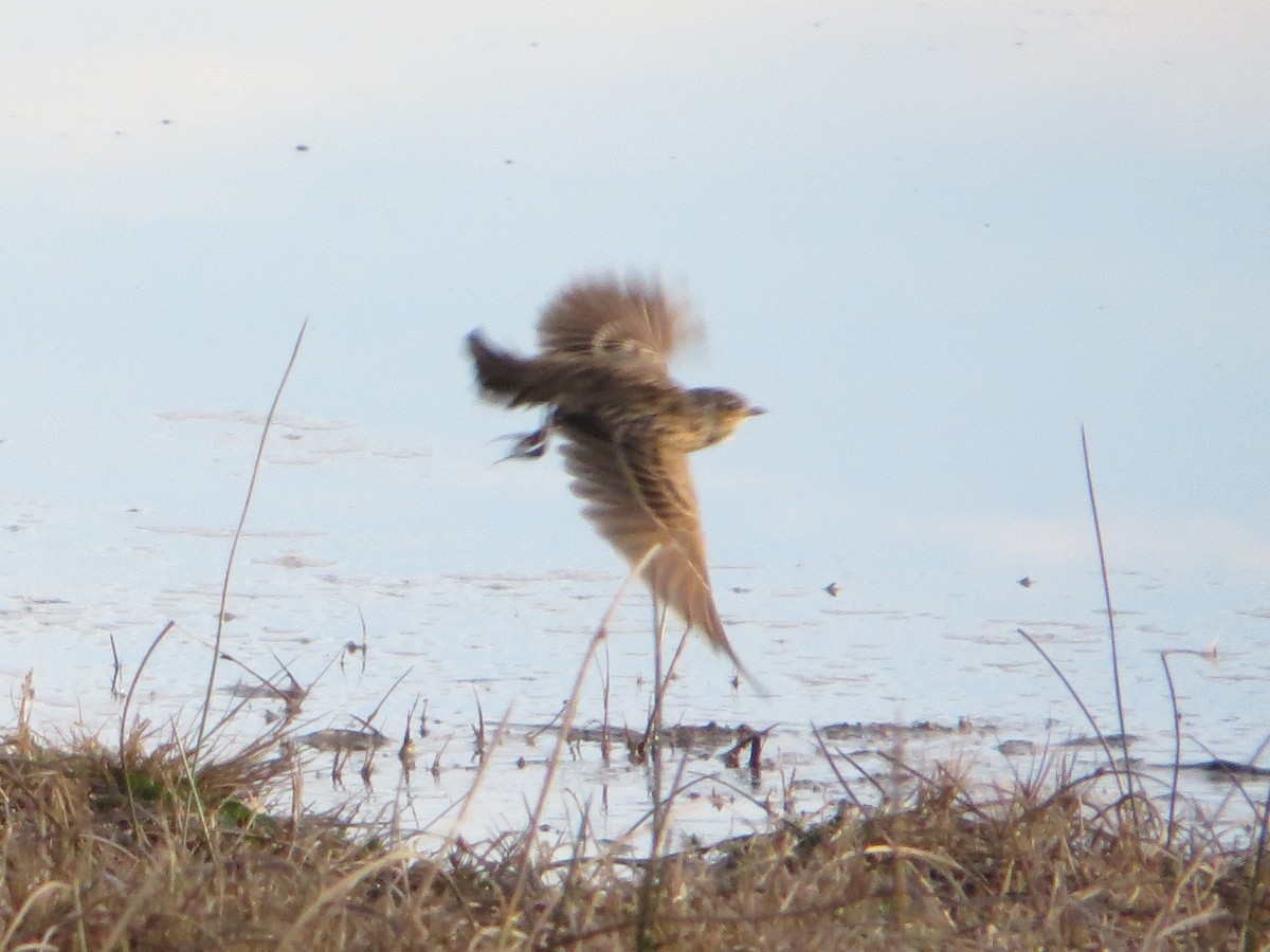 Eurasian Skylark (Asian) - Tom Rohrer