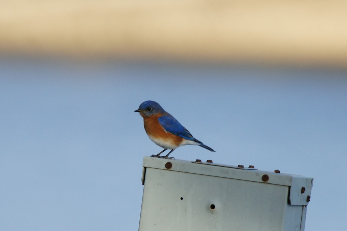 Eastern Bluebird - ML409634781