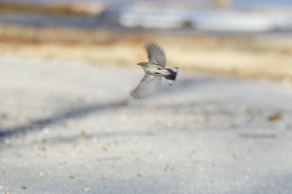 Yellow-rumped Warbler - ML409634841