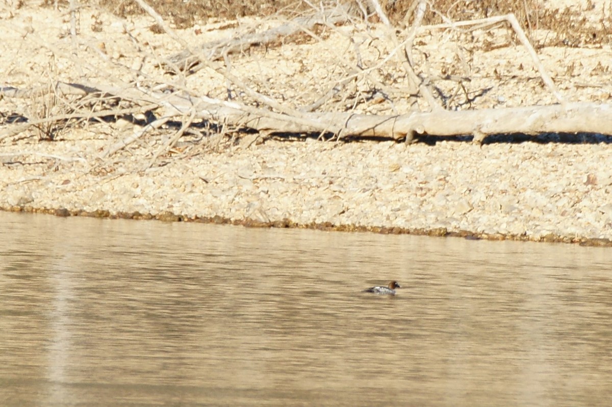 Common Goldeneye - ML409634921