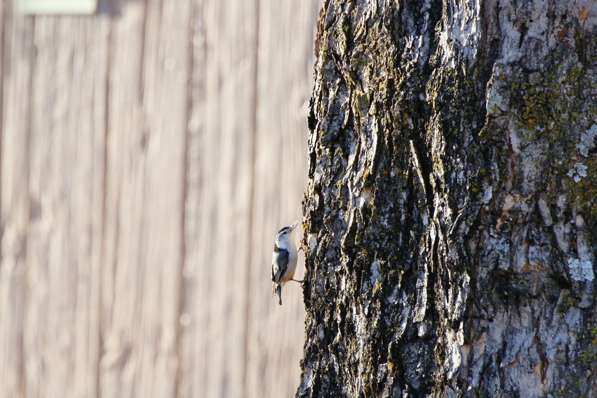 White-breasted Nuthatch - B E