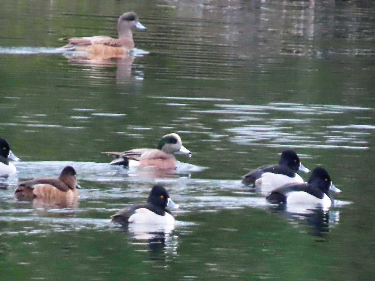 Ring-necked Duck - ML409636721