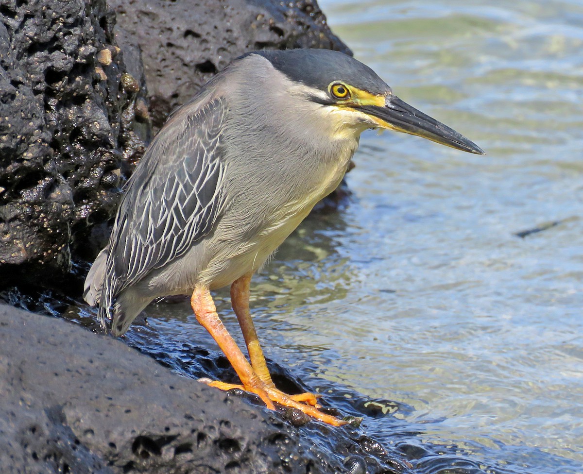 Striated Heron - Joao Freitas