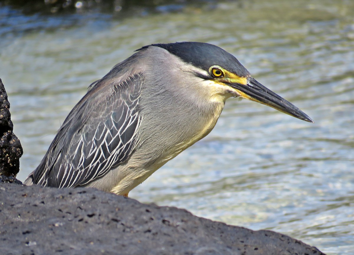 Striated Heron - Joao Freitas