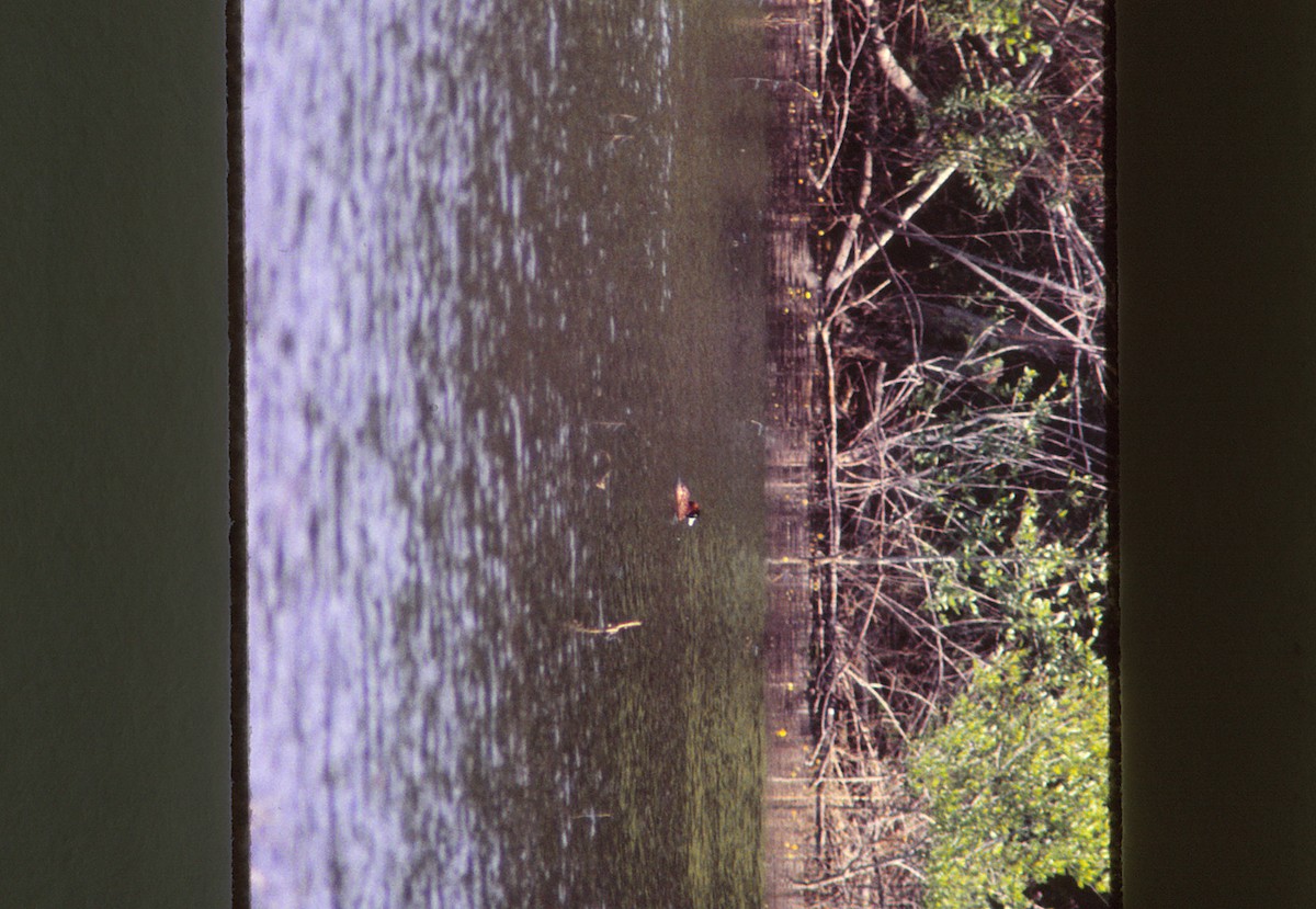 Masked Duck - ML409637011