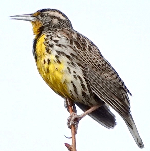 Western Meadowlark - ML409637851