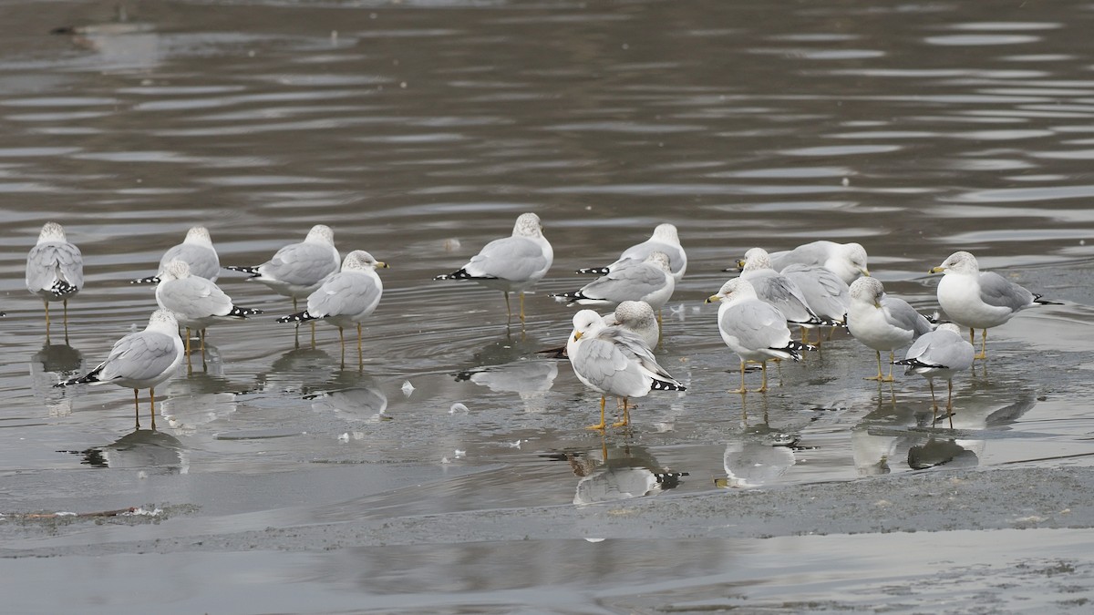 Ring-billed Gull - ML409638911