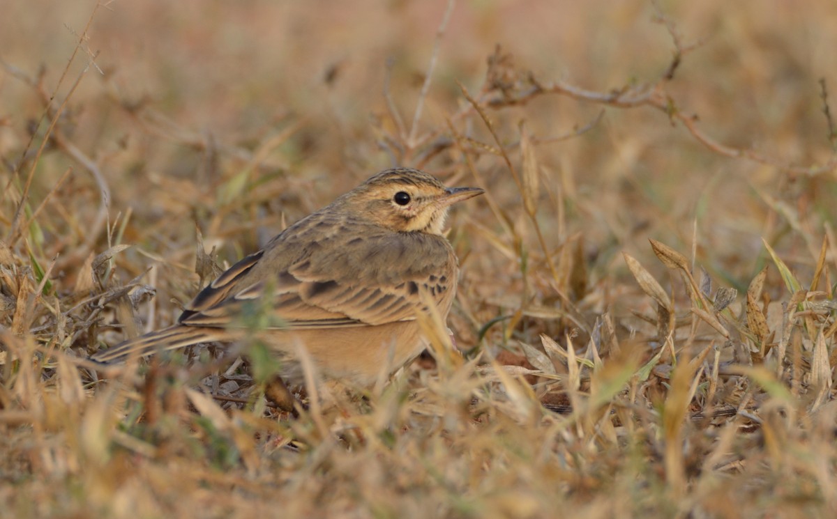 Paddyfield Pipit - Bhaskar pandeti