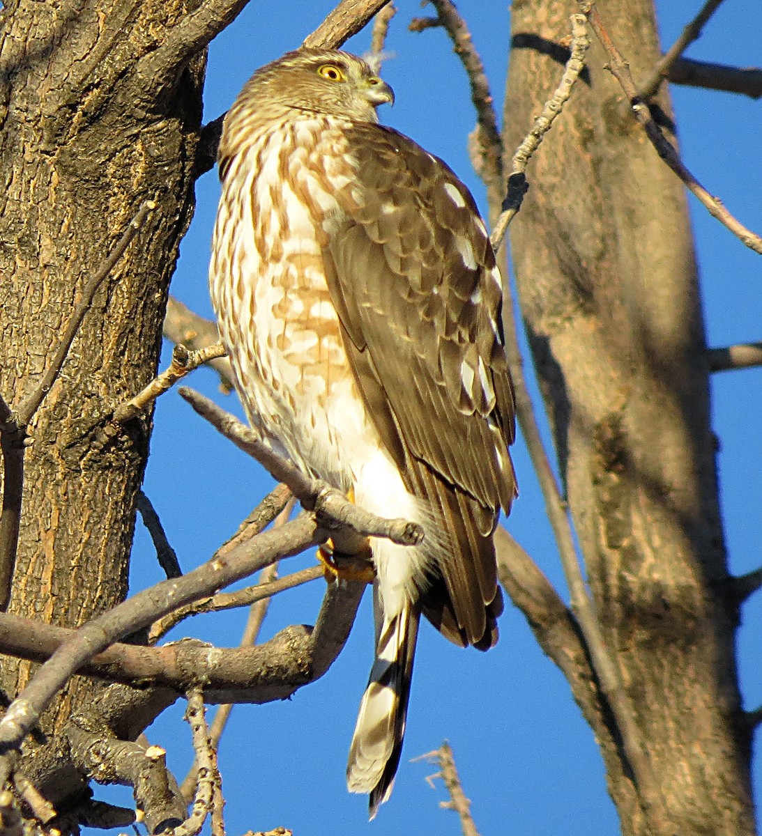 Sharp-shinned Hawk - ML409641561