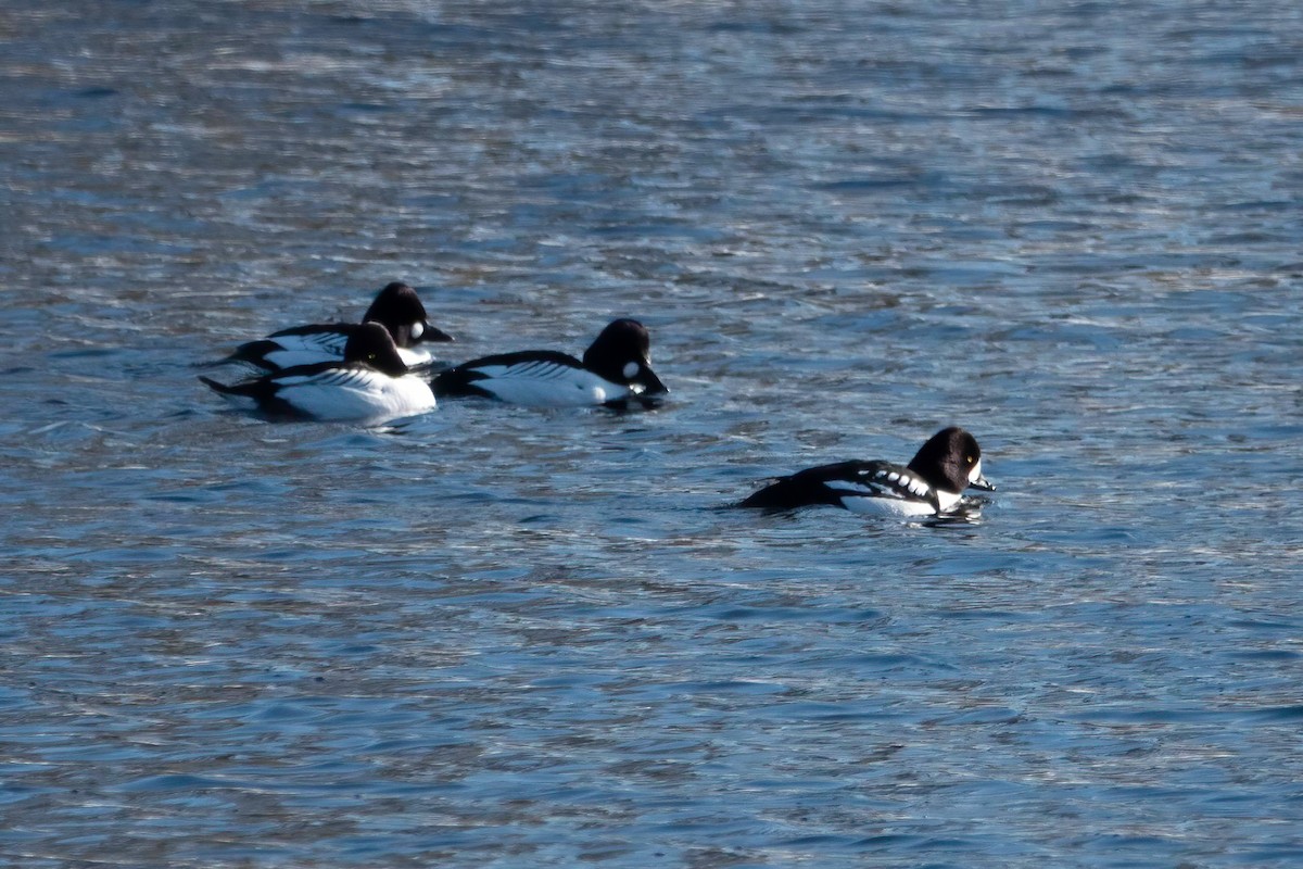 Barrow's Goldeneye - ML409642841