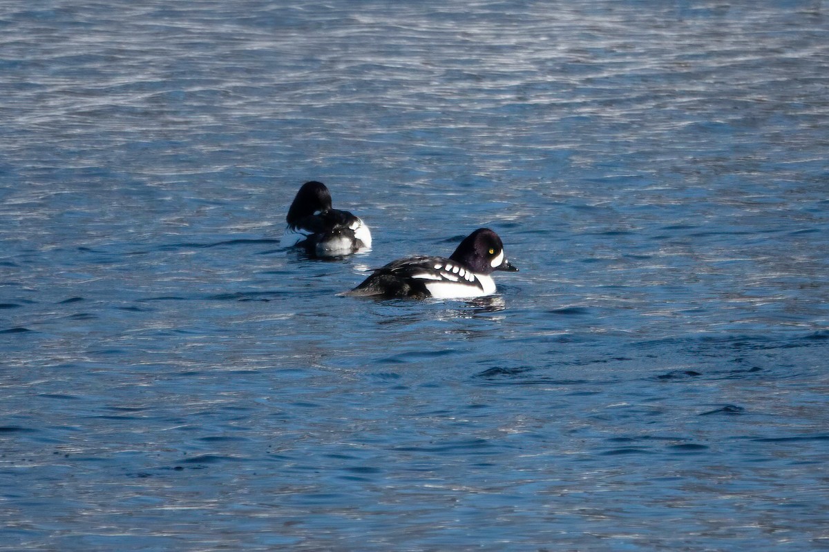Barrow's Goldeneye - ML409642851