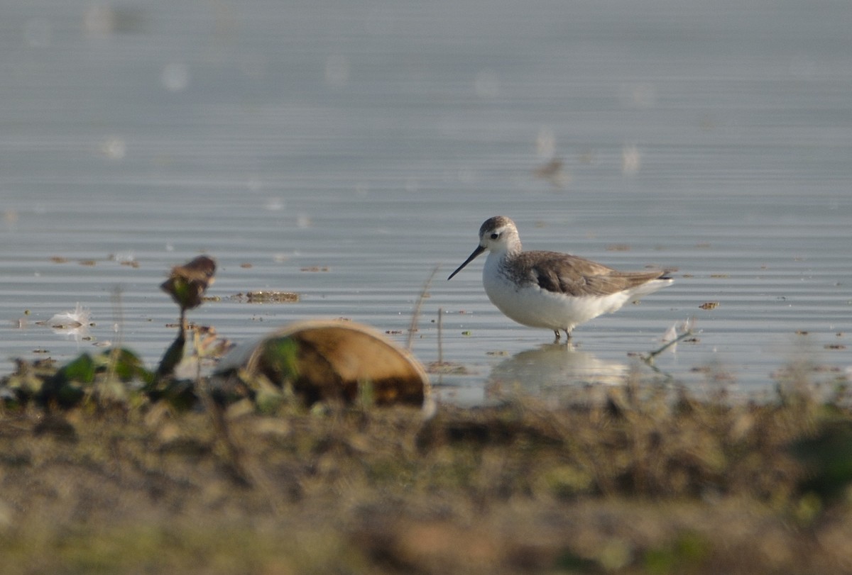 Marsh Sandpiper - Bhaskar pandeti