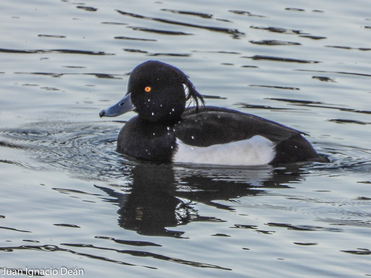 Tufted Duck - ML409644521