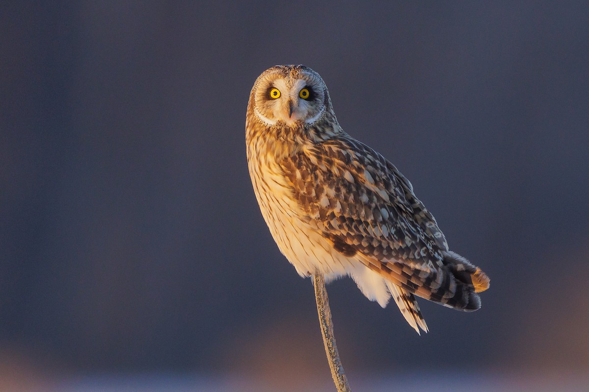 Short-eared Owl - ML409644781