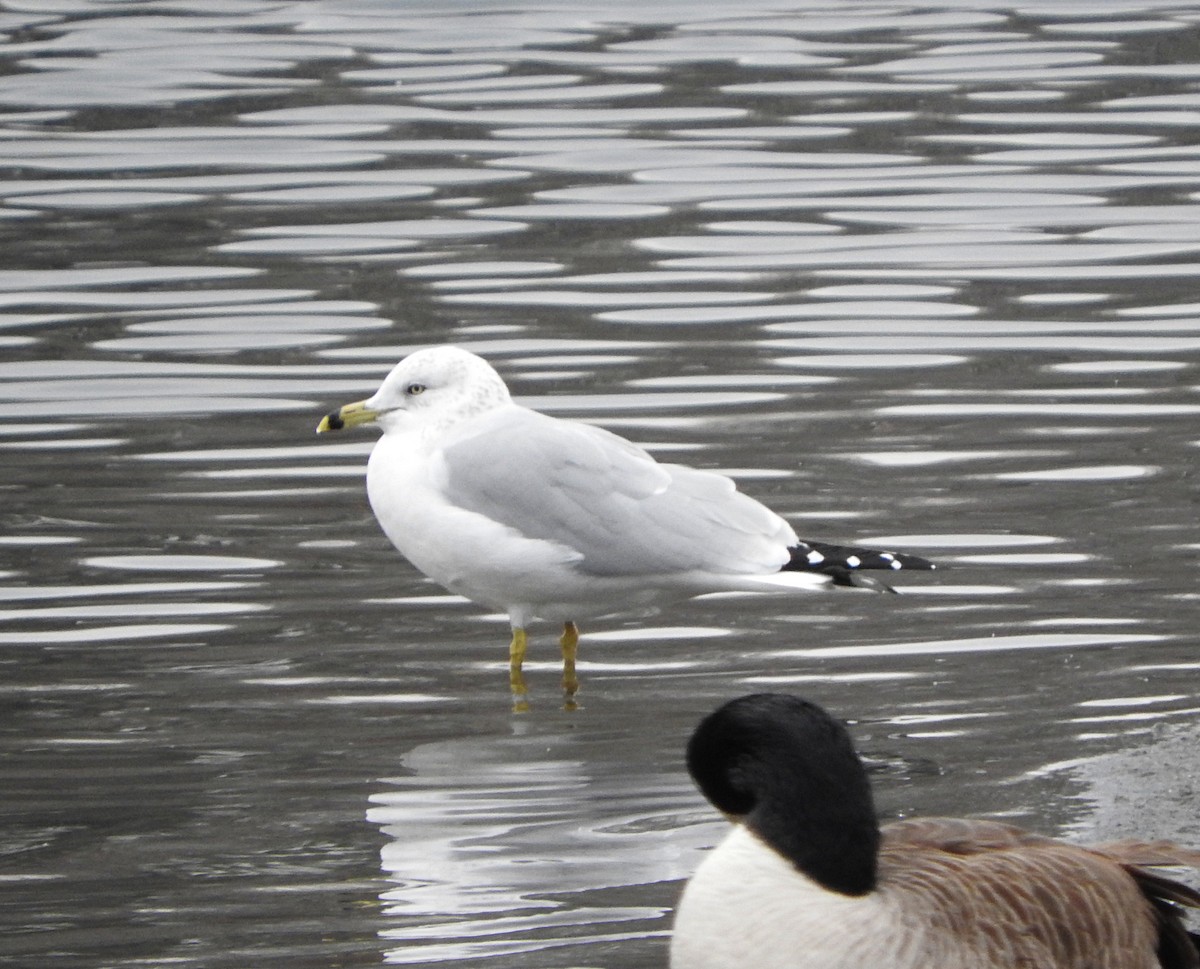 Ring-billed Gull - ML409644871