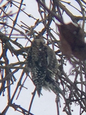 Yellow-bellied Sapsucker - ML409645411