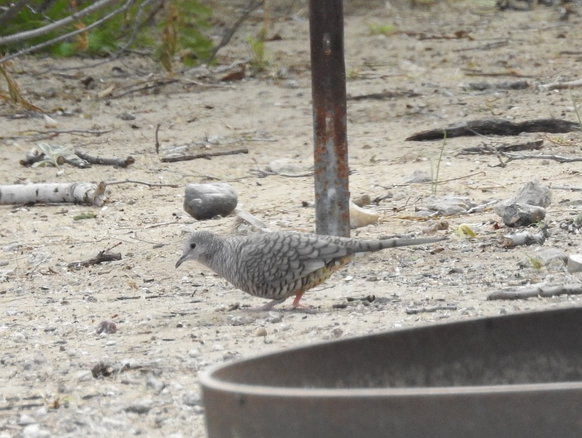 Inca Dove - ML409646751