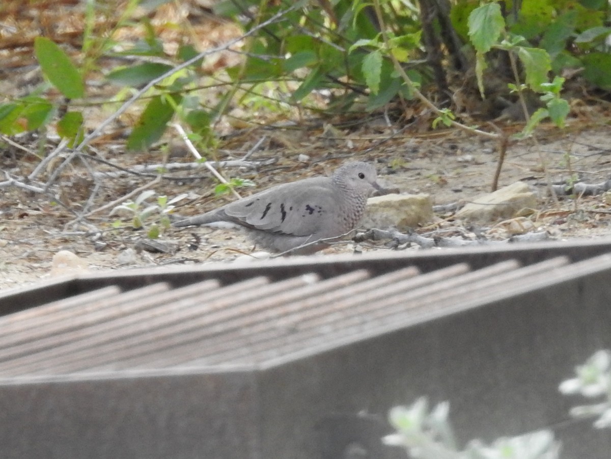 Common Ground Dove - ML409646811