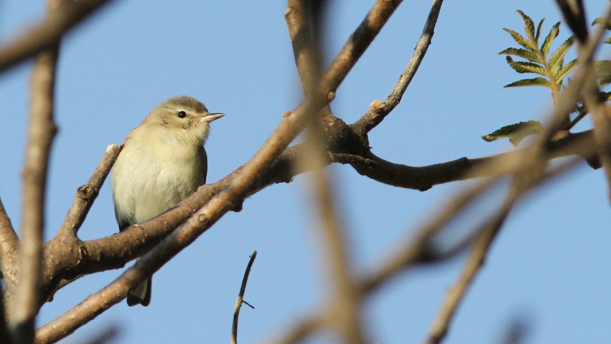 Warbling Vireo - ML40964701