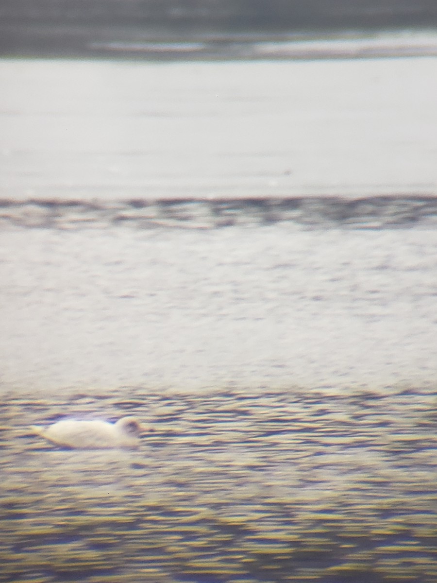 Glaucous Gull - ML409650201