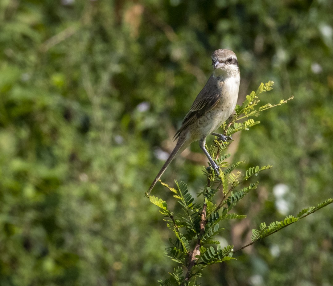 Brown Shrike - ML409650211