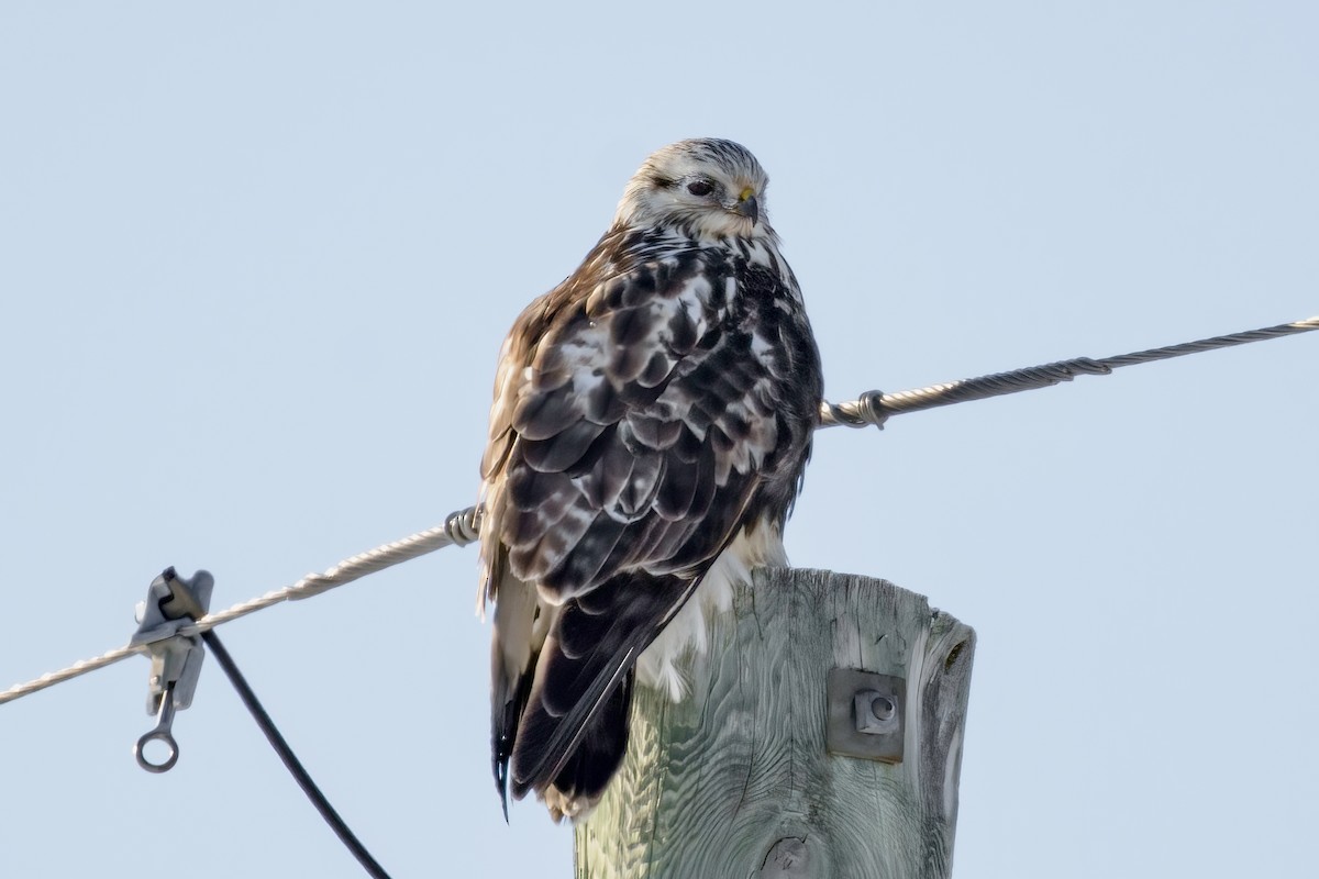 Rough-legged Hawk - ML409650371