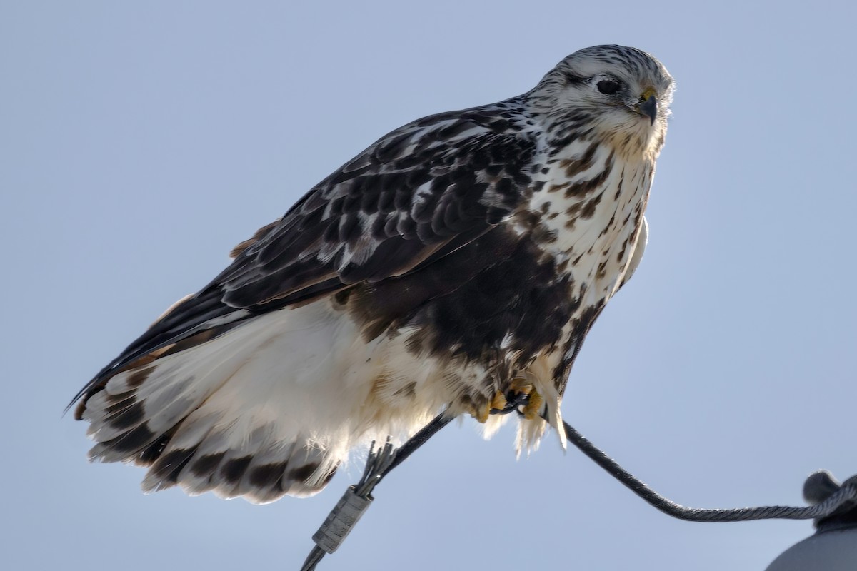 Rough-legged Hawk - ML409650381