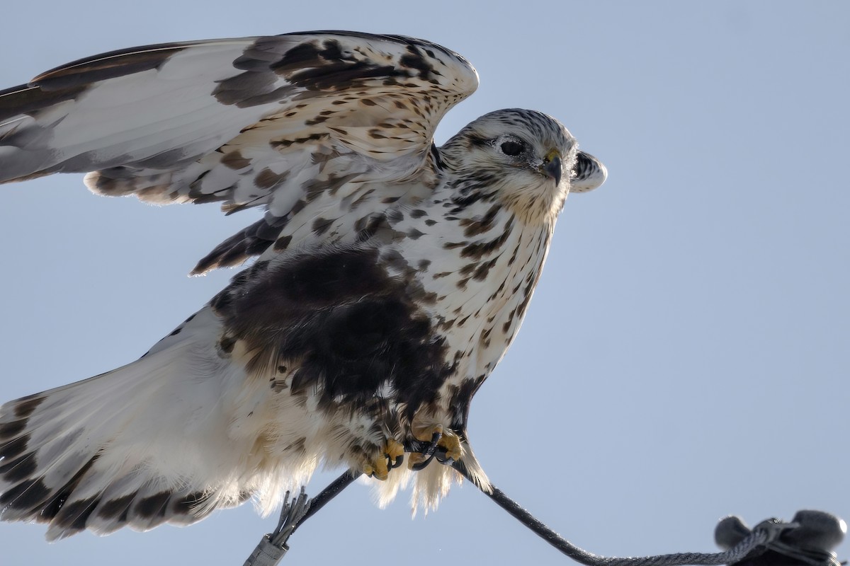 Rough-legged Hawk - Brock Gunter-Smith