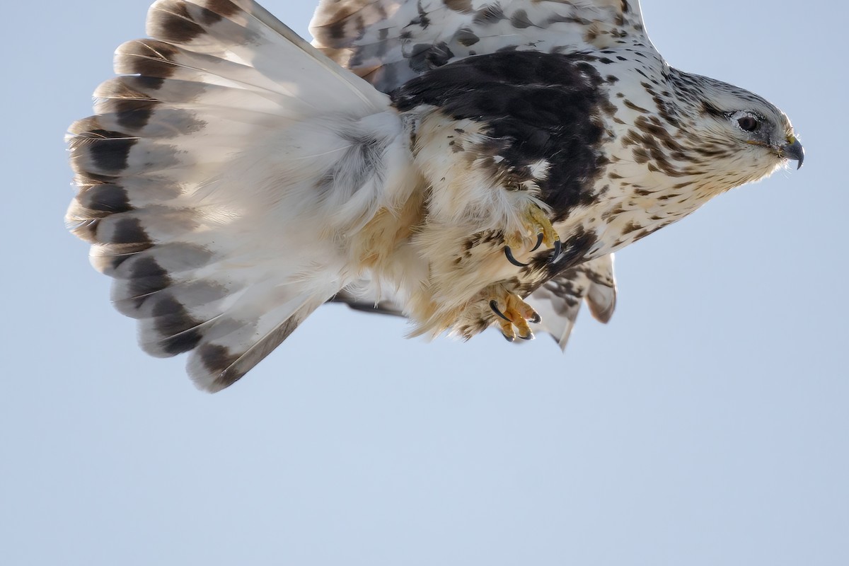 Rough-legged Hawk - ML409650401