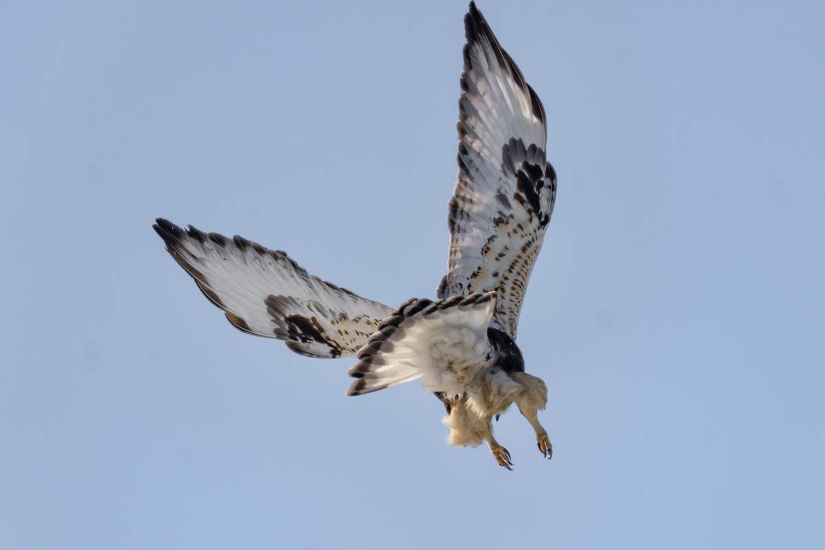 Rough-legged Hawk - ML409650441