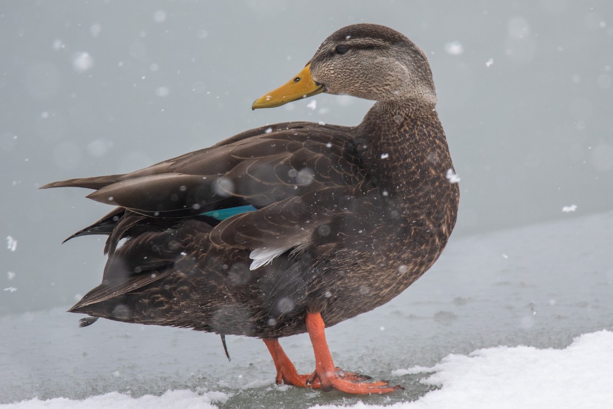 American Black Duck - ML409653621