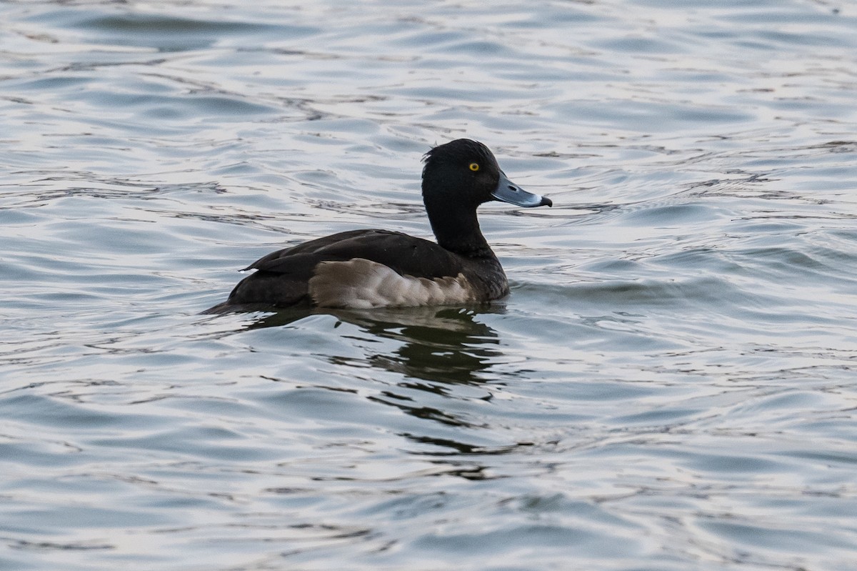 Tufted Duck - Frank King