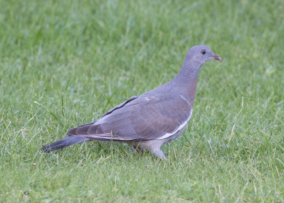 Common Wood-Pigeon - Mouser Williams