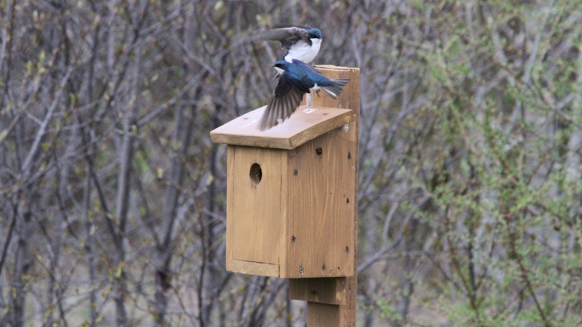 Tree Swallow - ML40965681