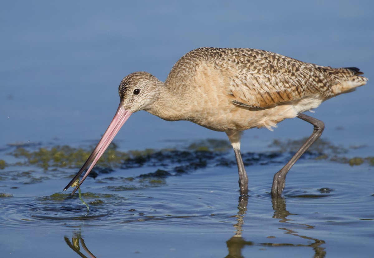 Marbled Godwit - ML409656831