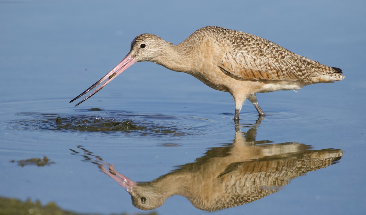 Marbled Godwit - ML409656841